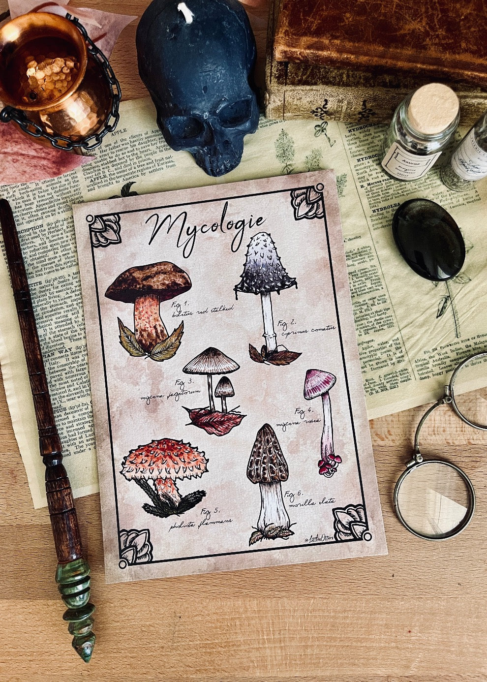 Illustration "Mycologie"